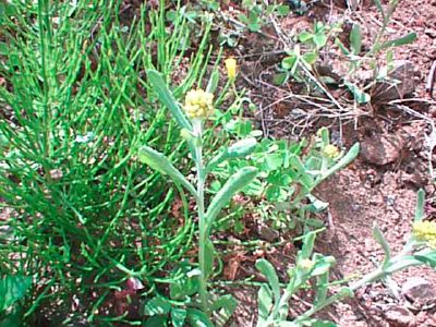 enenereoetaiesemeaee